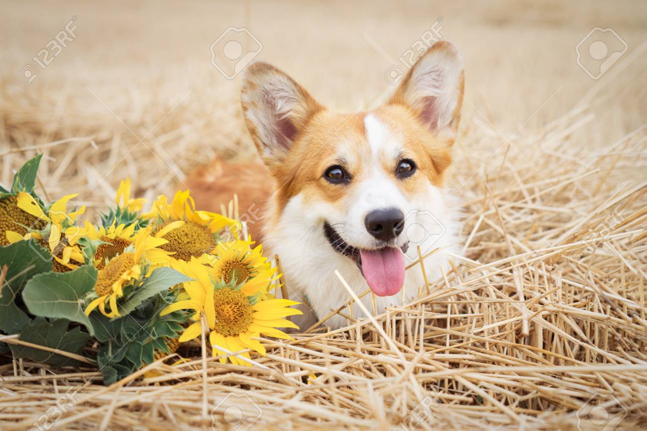 corgi flower