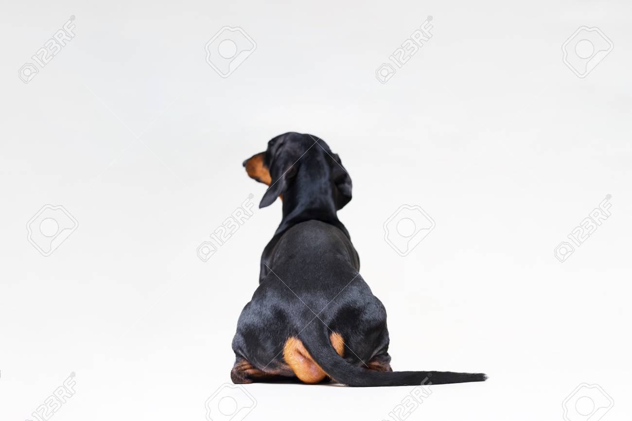 sitting sausage dog