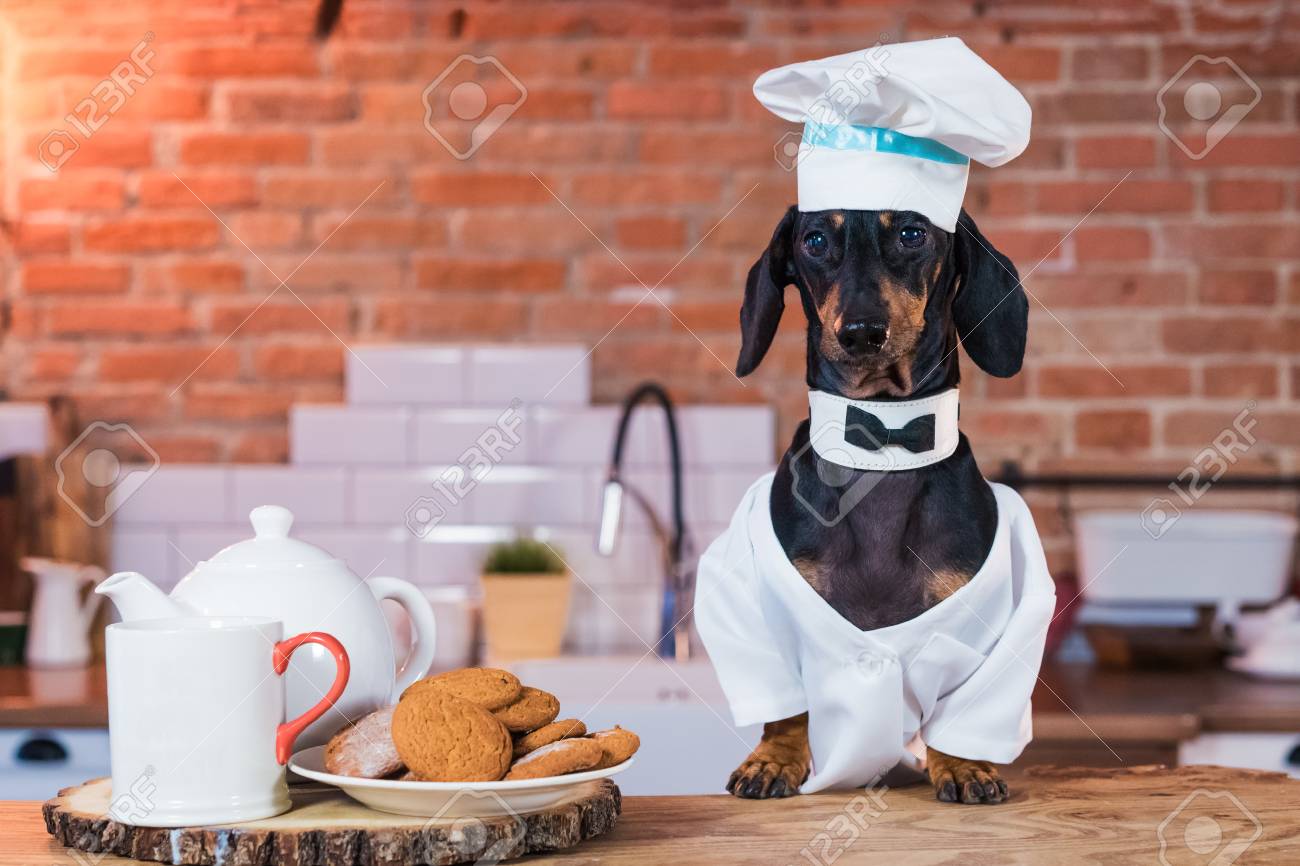 dog with chef hat
