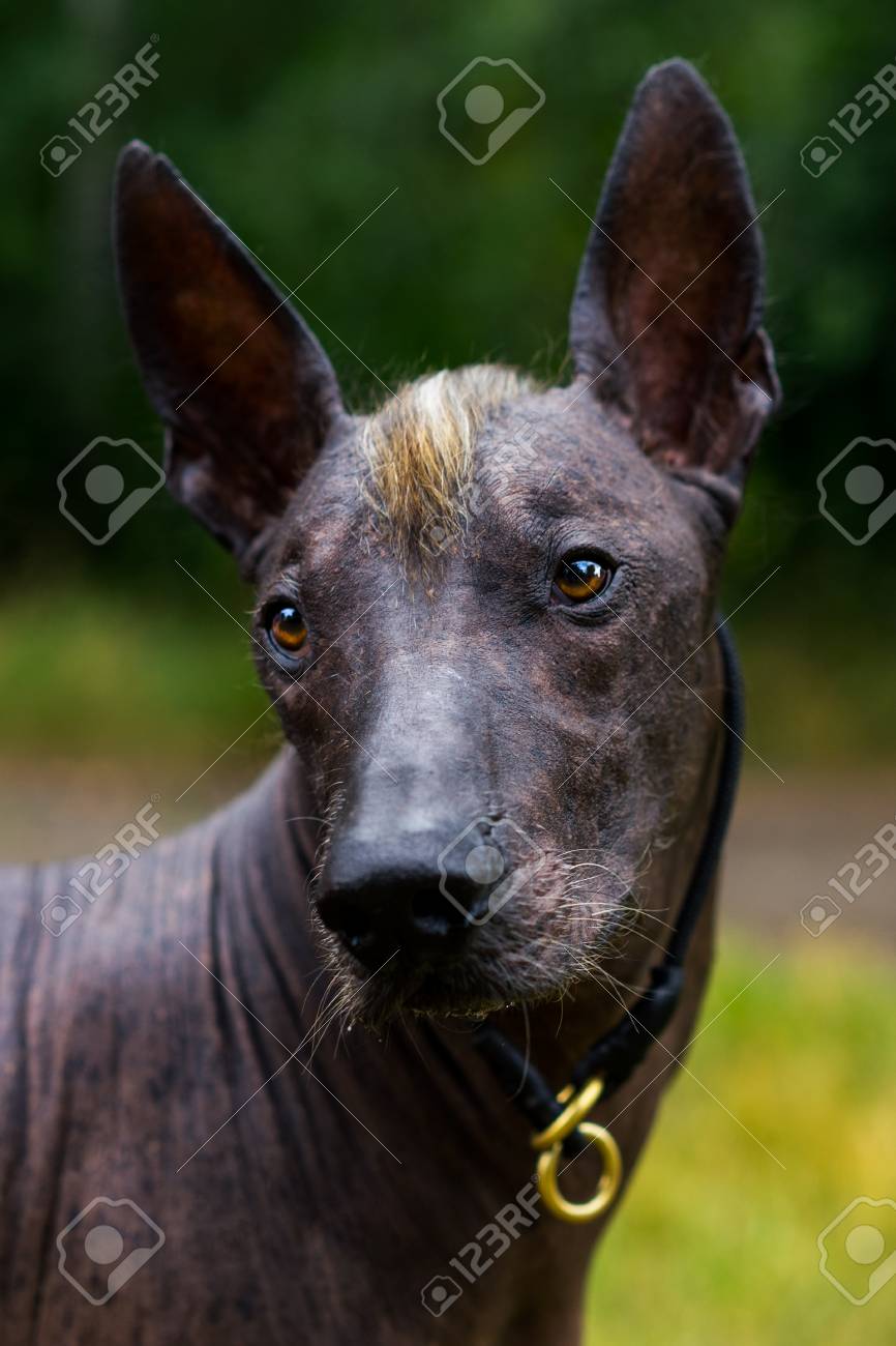mexican xoloitzcuintle