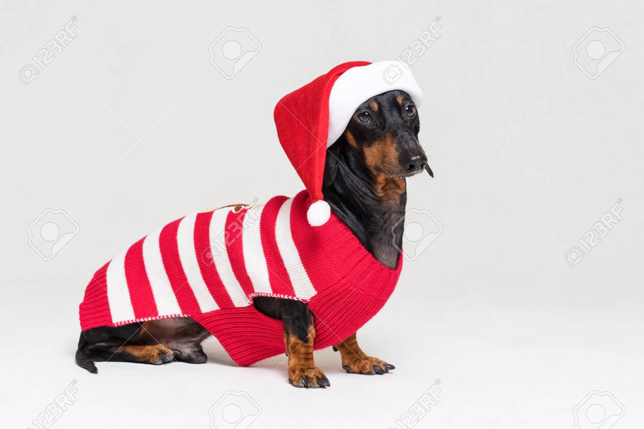 christmas sweaters for dachshunds