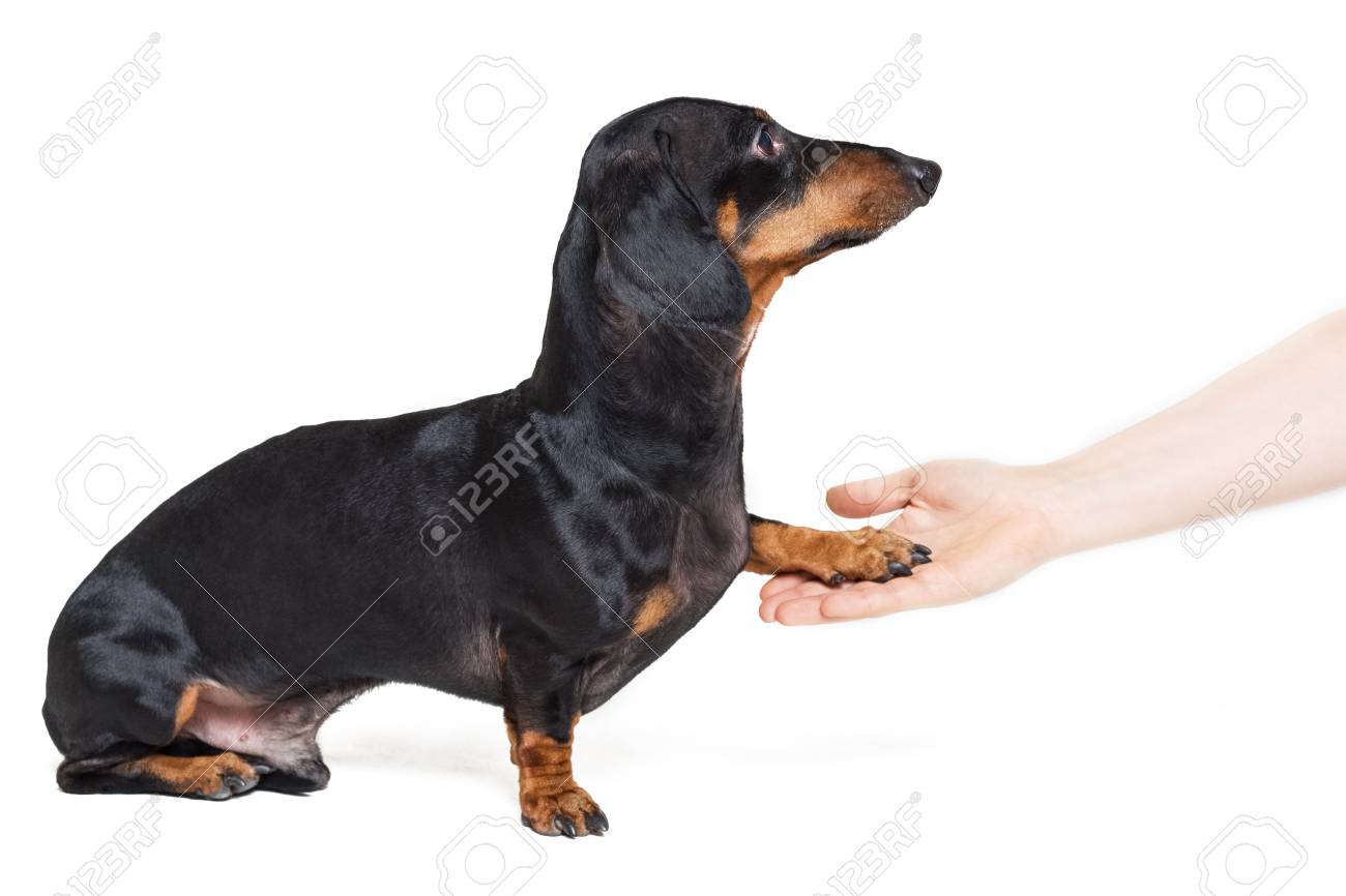 weiner dog black