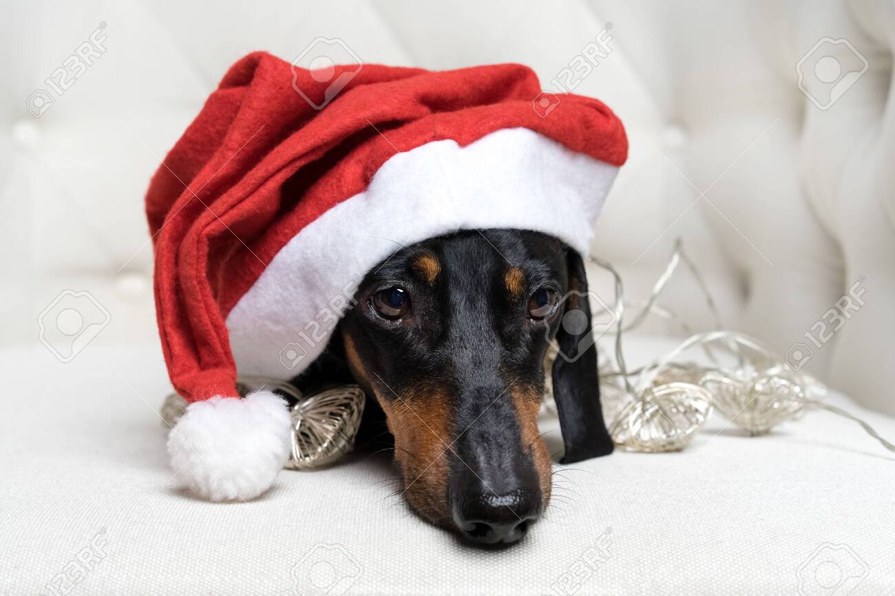 dachshund santa hat
