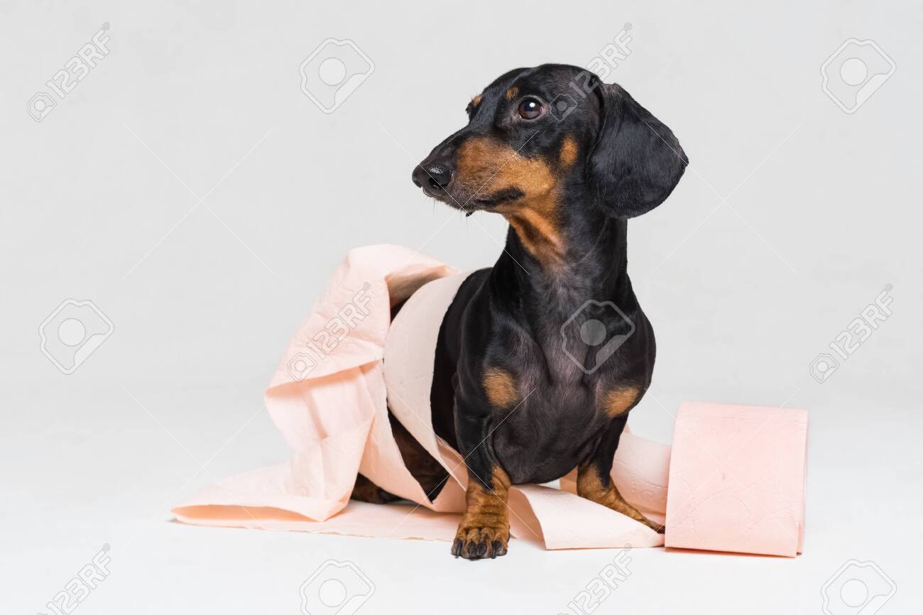 funny weenie dog pictures