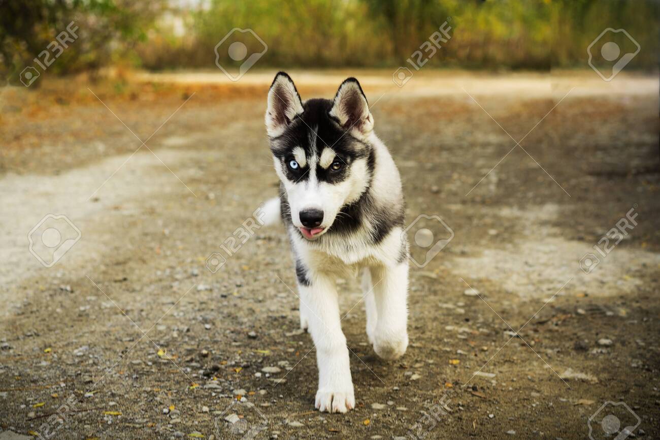 animal alley husky