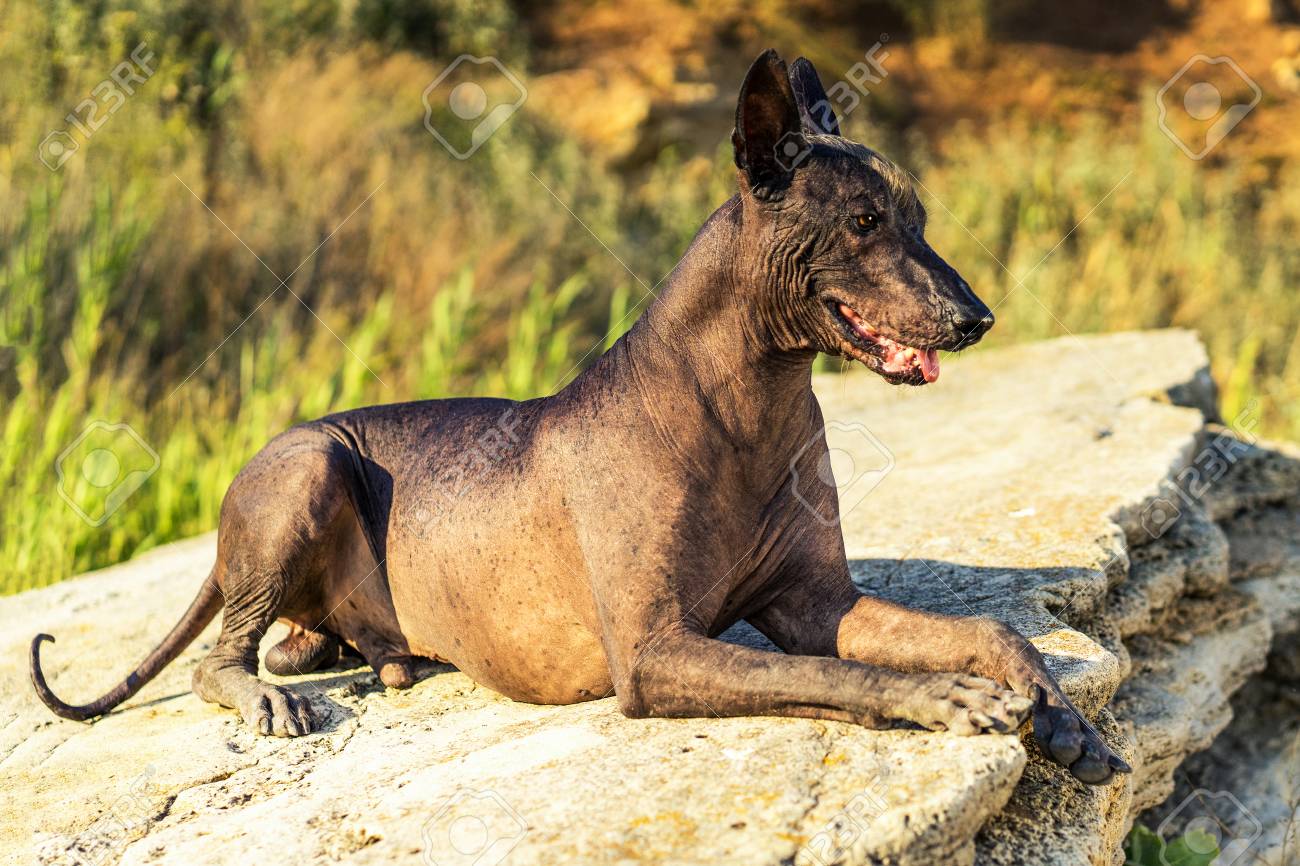 xoloitzcuintli large