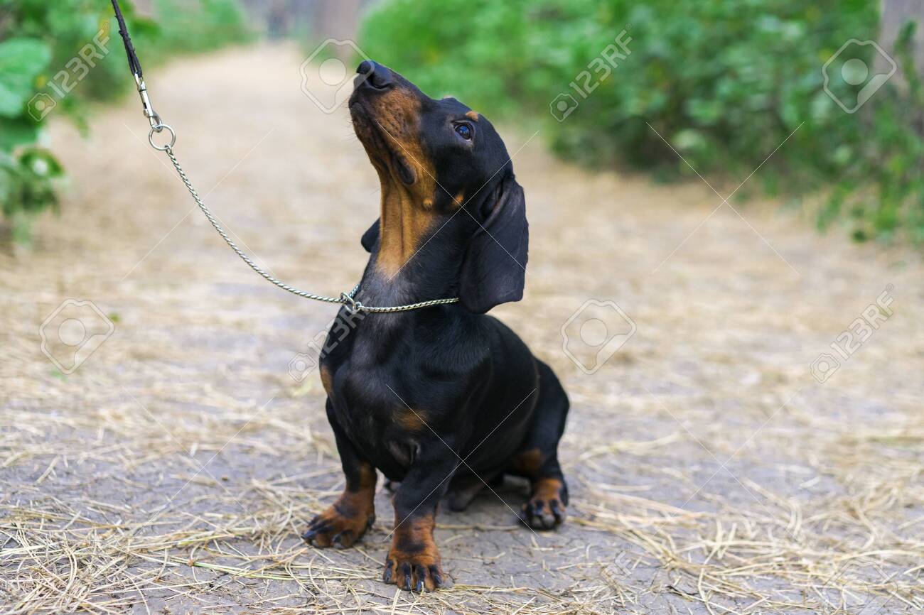 dachshund leash