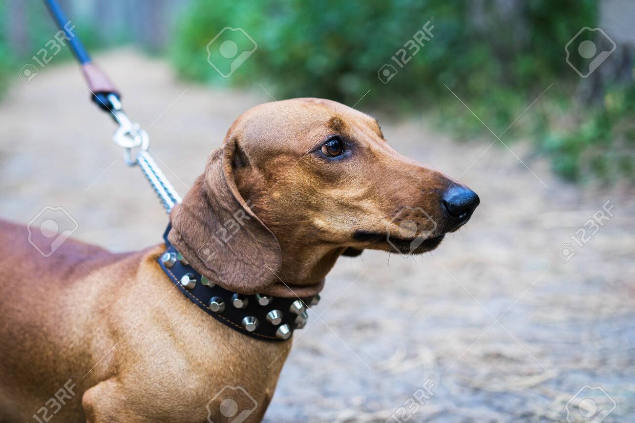 Dachshund leash Clearance