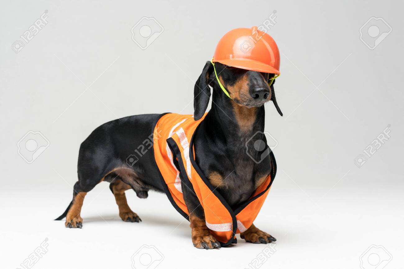 dog hard hat