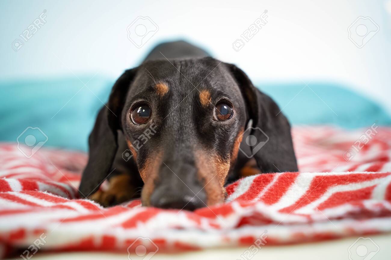 sad weiner dog