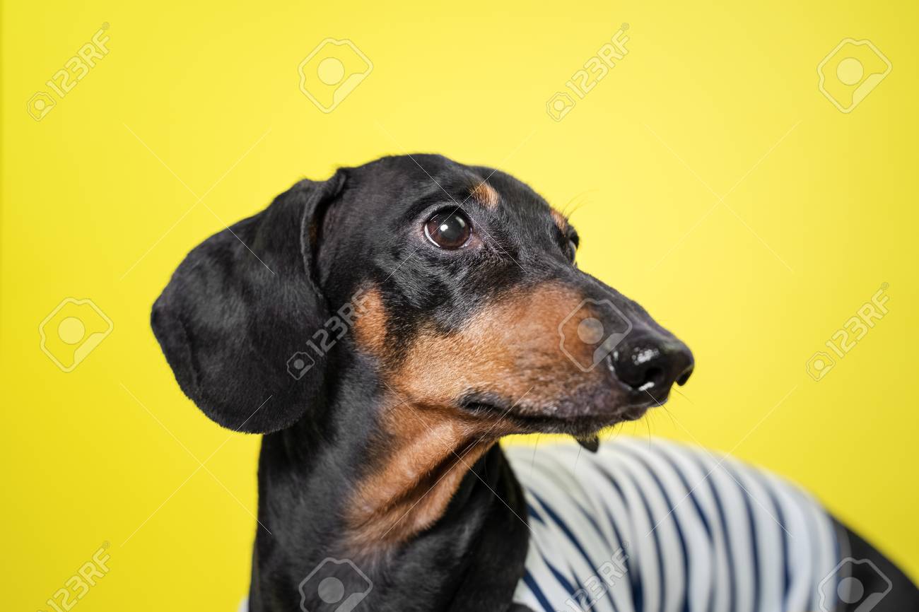 yellow dachshund