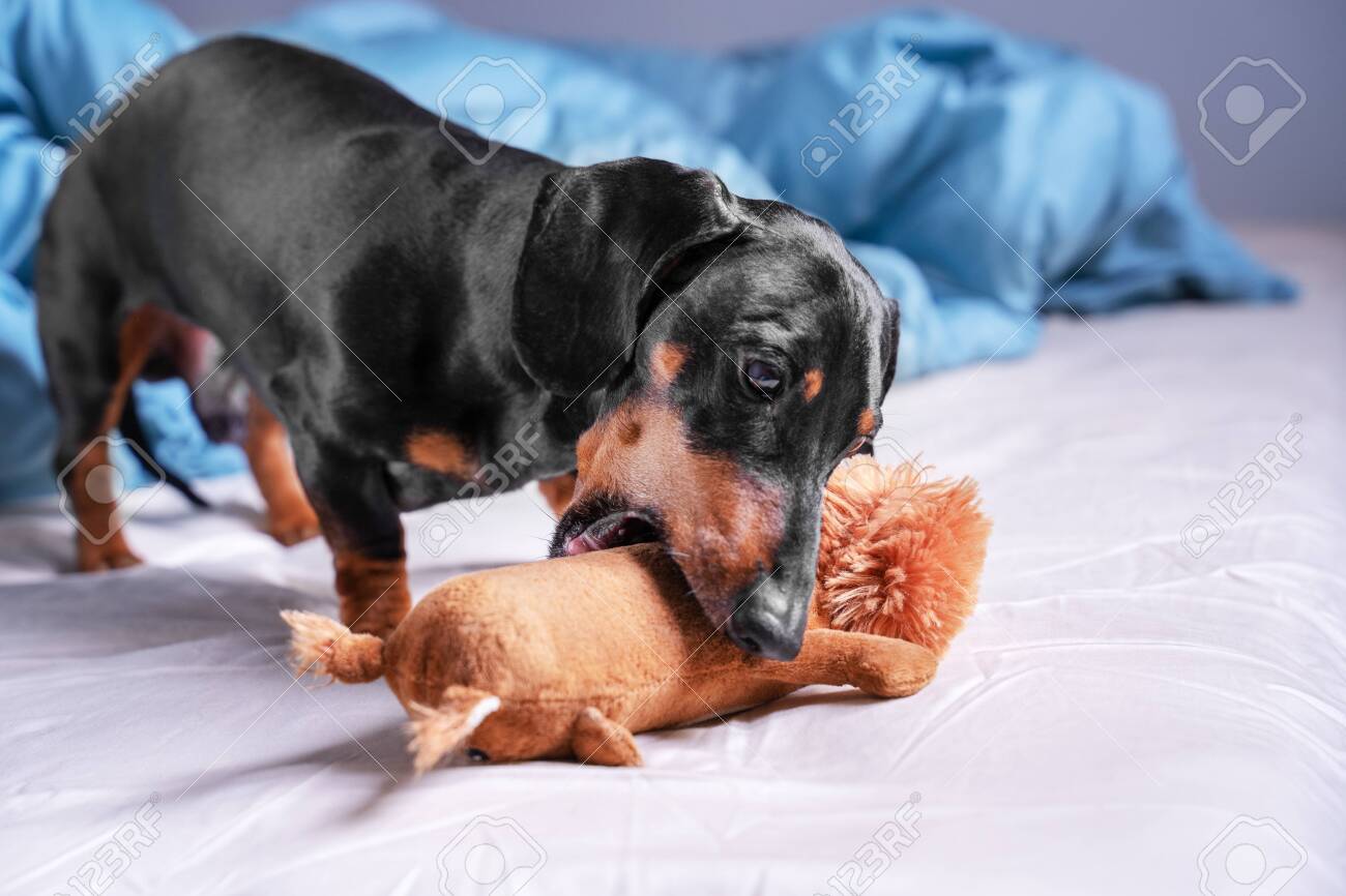 dachshund toy