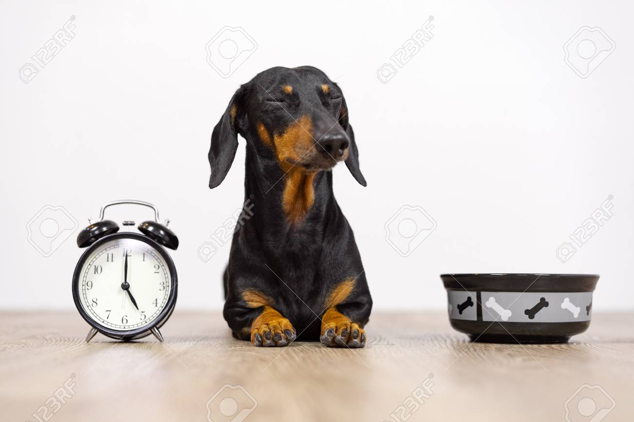 Dachshund diet plan