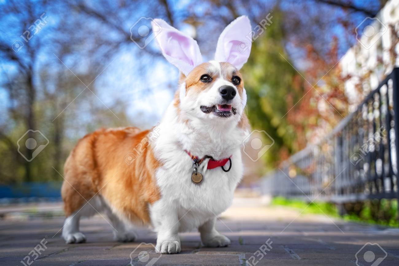 corgi dressed up