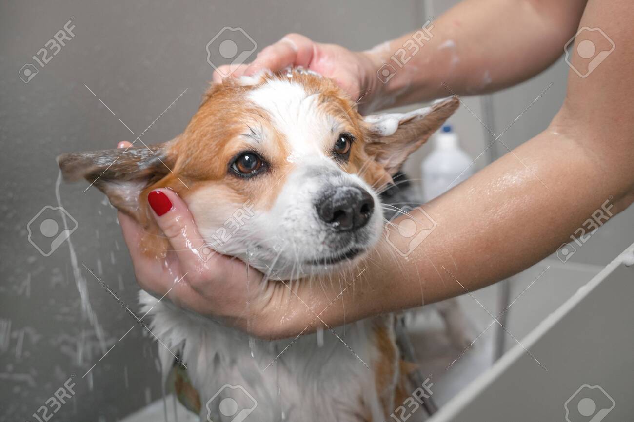 fluffy corgi grooming