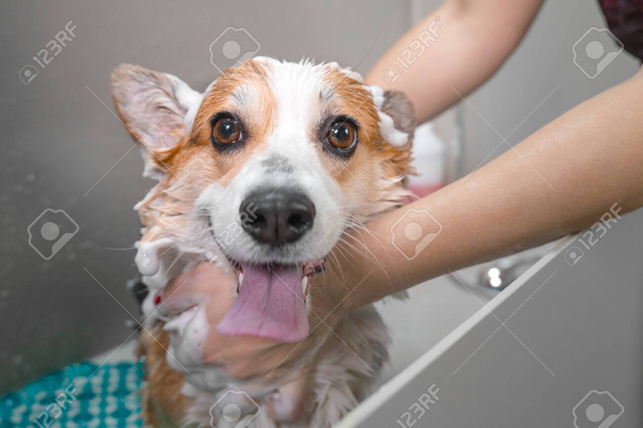 Un chien marron heureux de prendre son bain, il est couvert de mousse et il y a deux mains qui le lavent