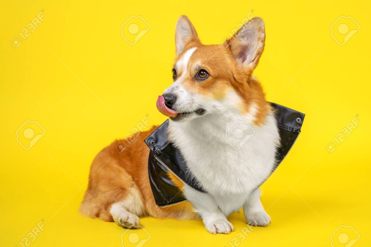 corgi jacket
