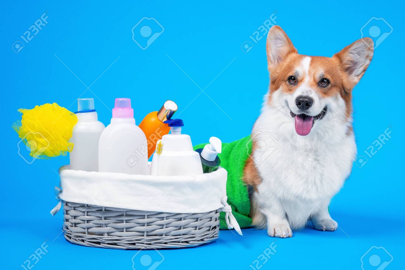 corgi shampoo
