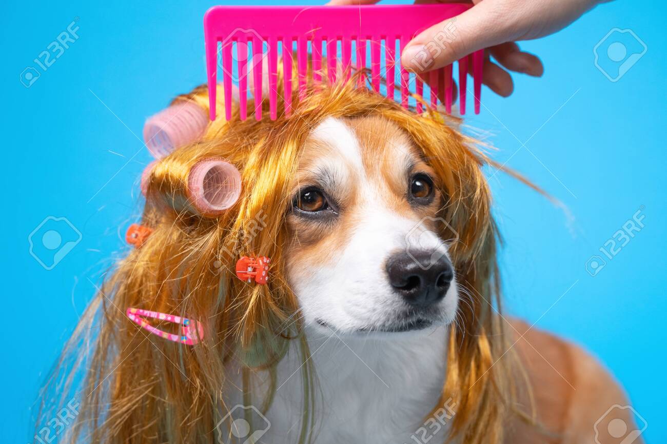dog with red wig