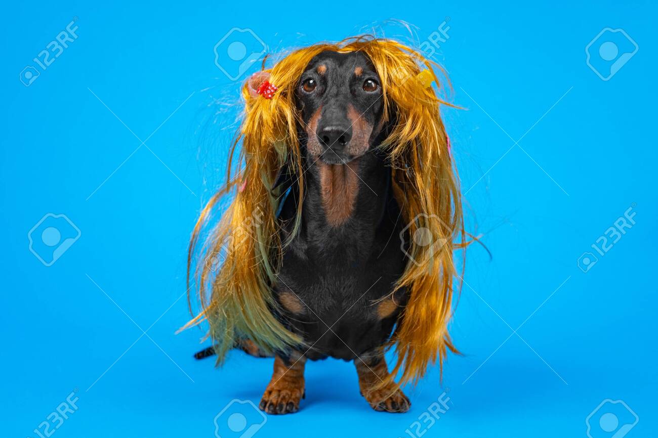 yellow dachshund