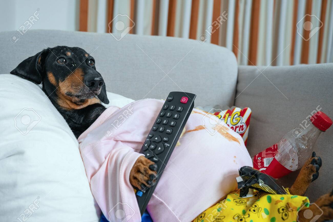 Fat Dog Couch Potato Eating A Popcorn, Chocolate, Fast Food And Watching  Television. Parody Of A Lazy Person Stock Photo, Picture and Royalty Free  Image. Image 152543737., image size:1300x866