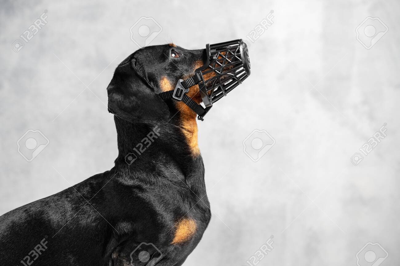 dachshund muzzle