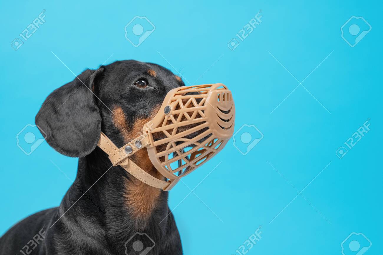 dachshund muzzle