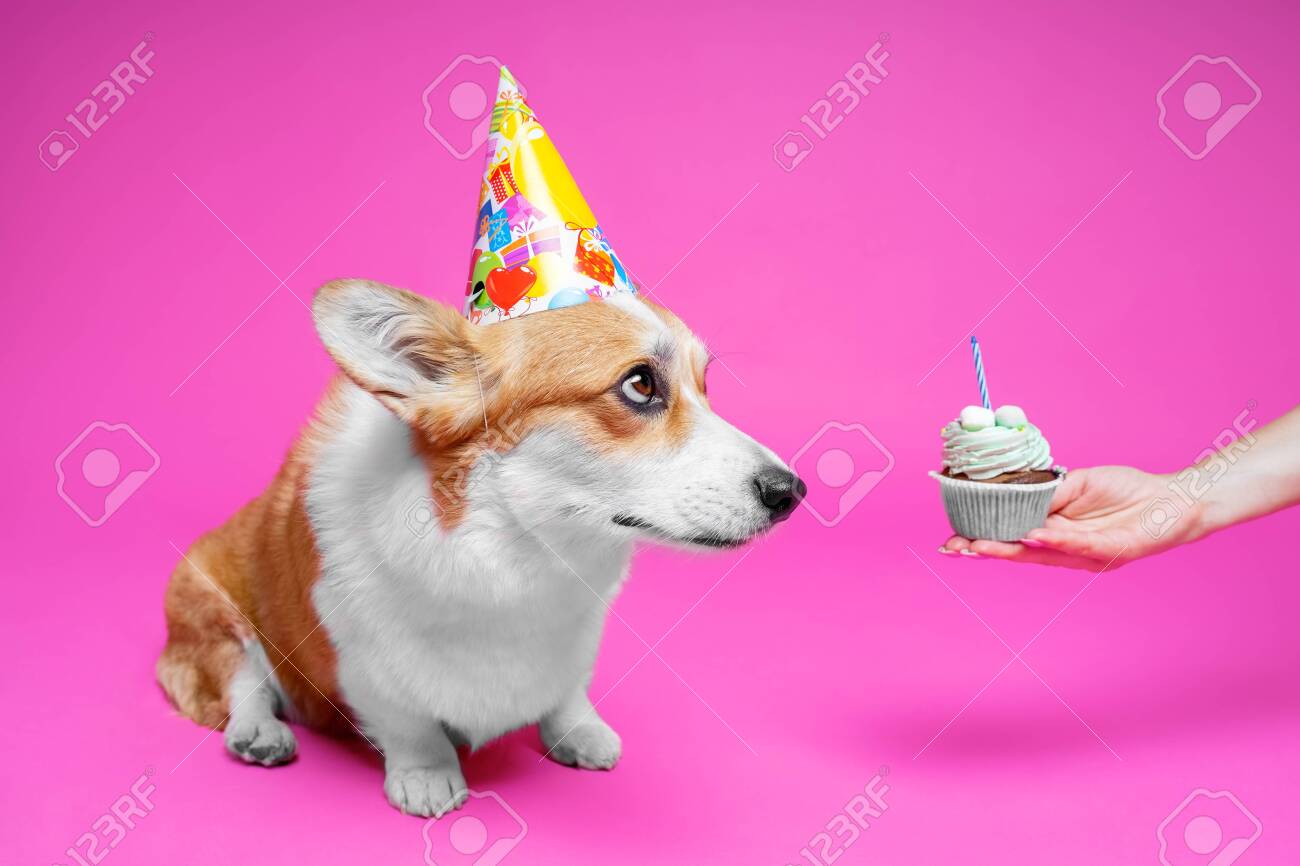corgi party hat