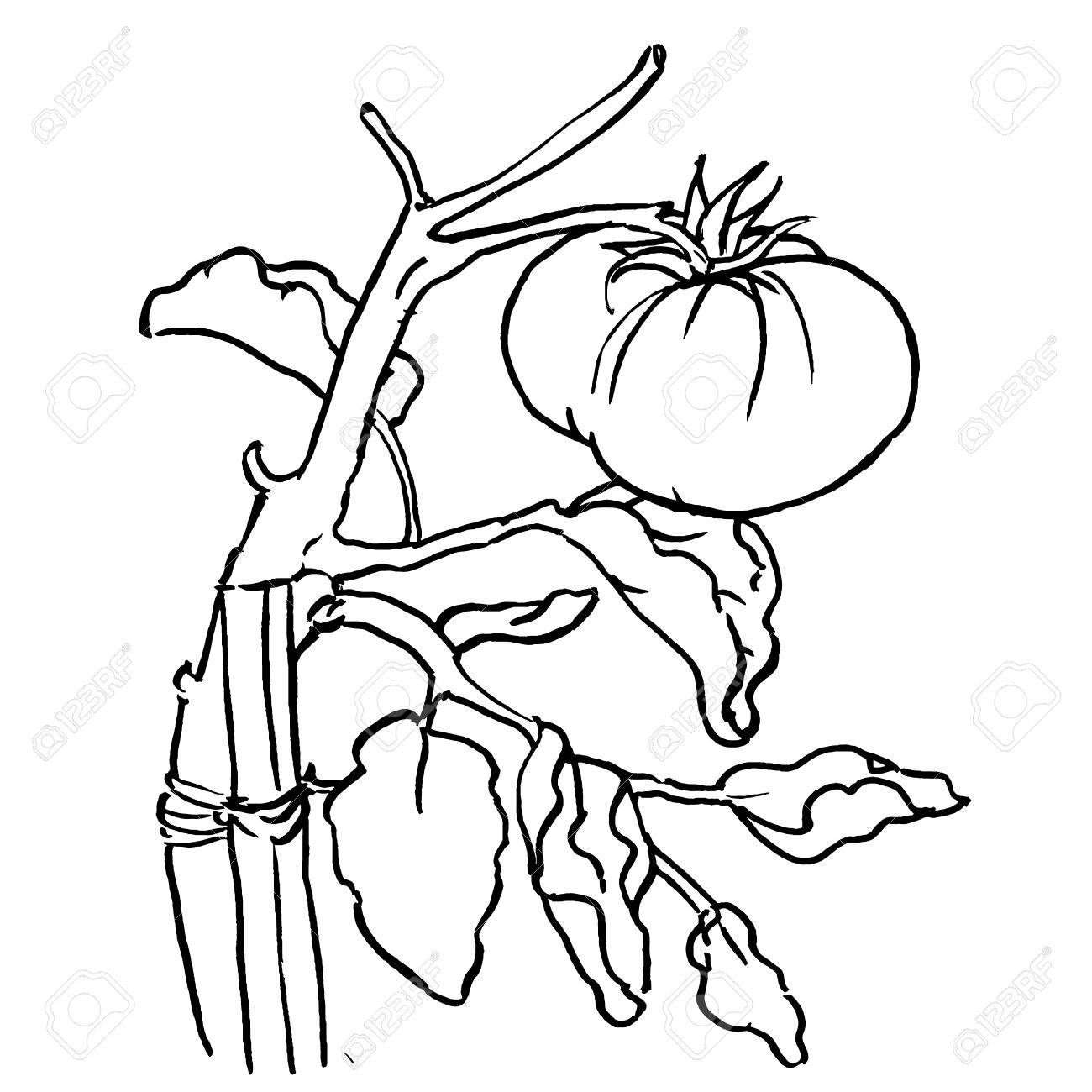 Tomato Plant Is In A Garden Graphics Ink Brush Illustration Royalty Free Cliparts Vectors And Stock Illustration Image 43883222 Deviantart is the world's largest online social community for artists and art enthusiasts, allowing people to connect through the creation and sharing of art. tomato plant is in a garden graphics ink brush illustration