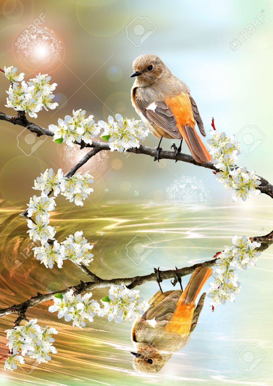 Beautiful Bird Picture For Wallpaper And Other Natural Meditation Stock Photo Picture And Royalty Free Image Image 12955157