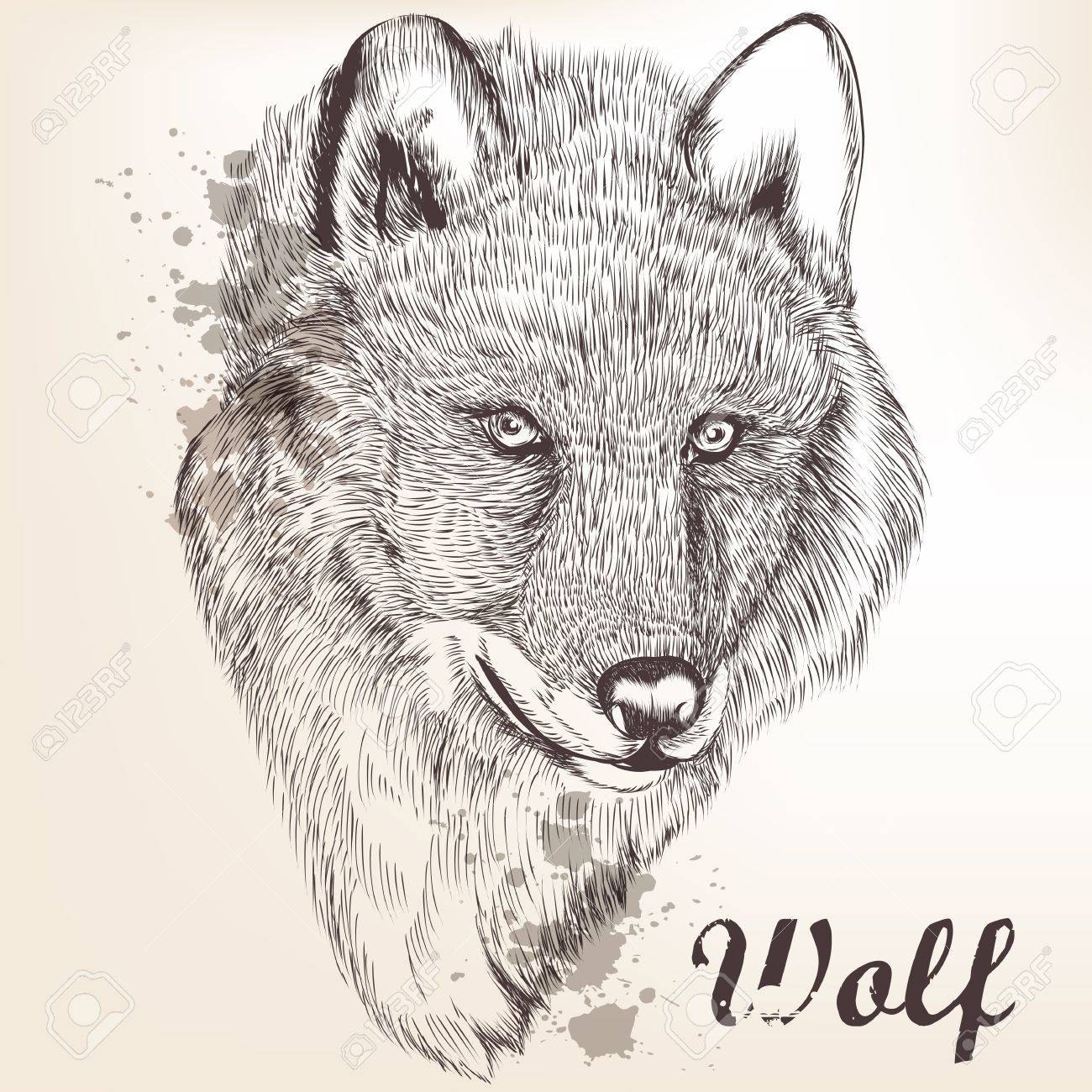 ベクター イラストを使用した手オオカミの描かれた肖像画のイラスト素材 ベクタ Image