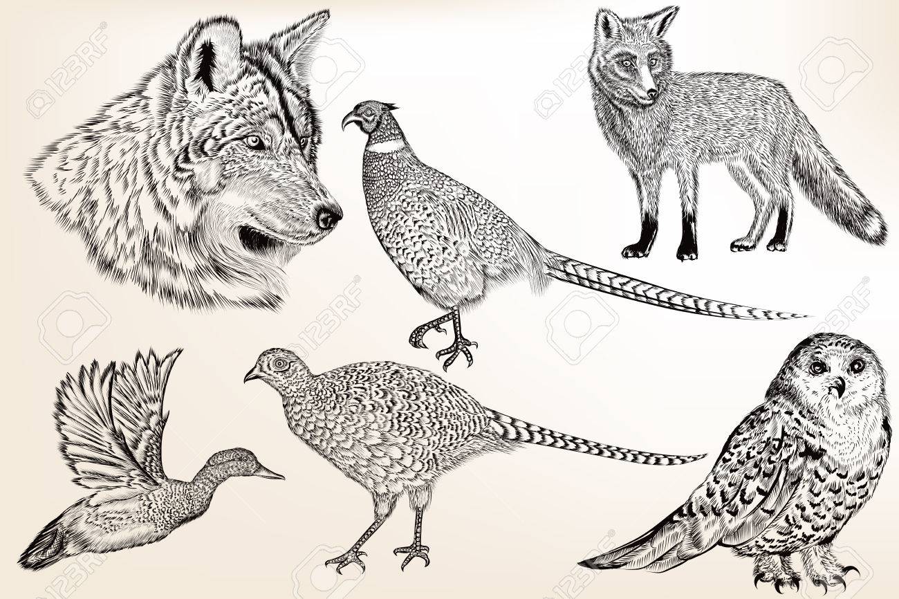 Sammlung Von Vektor Hand Gezeichnete Tiere In Gravierte Vintage Stil Fur Design Lizenzfrei Nutzbare Vektorgrafiken Clip Arts Illustrationen Image