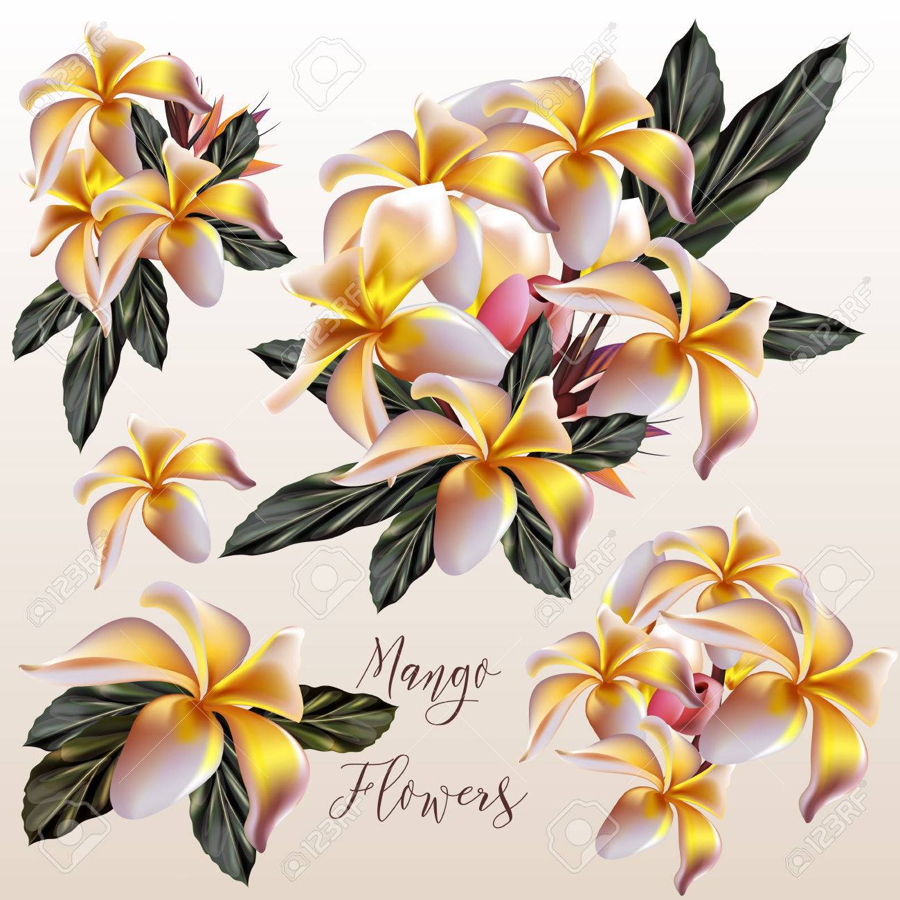 Collection Of Vector Realistic Mango Flowers Background Design Royalty Free  SVG, Cliparts, Vectors, and Stock Illustration. Image 83353634.