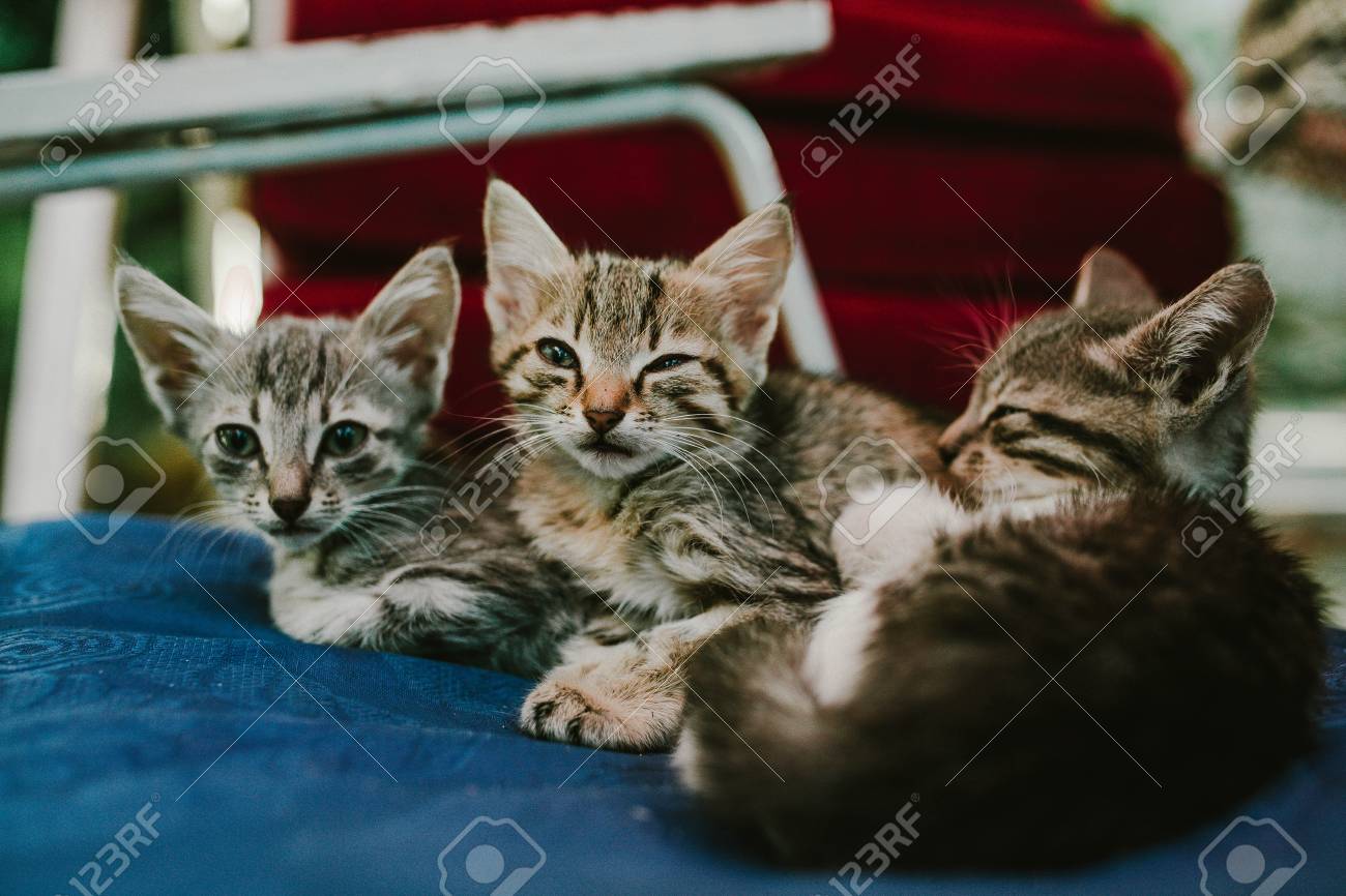 etiam-dictum-ipsum-a-felis