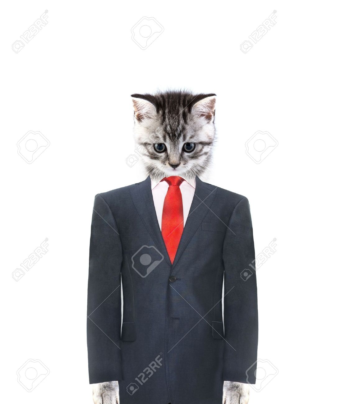 白い背景の上のスーツで猫 の写真素材 画像素材 Image
