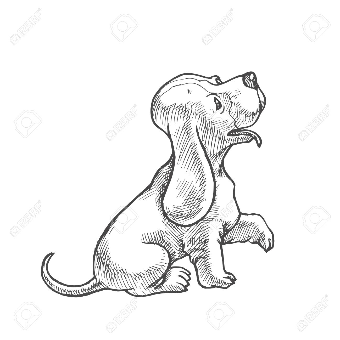 Vector Hand Drawn Illustration With Small Puppy Of Basset Hound
