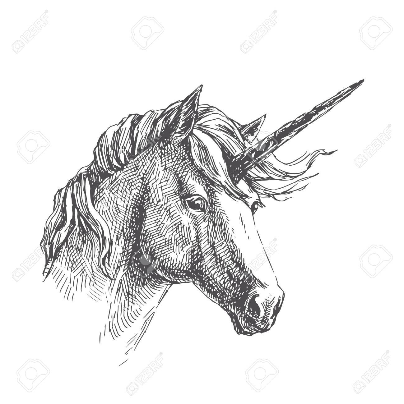 Vector vintage illustration of unicorn in engraving style. Hand..