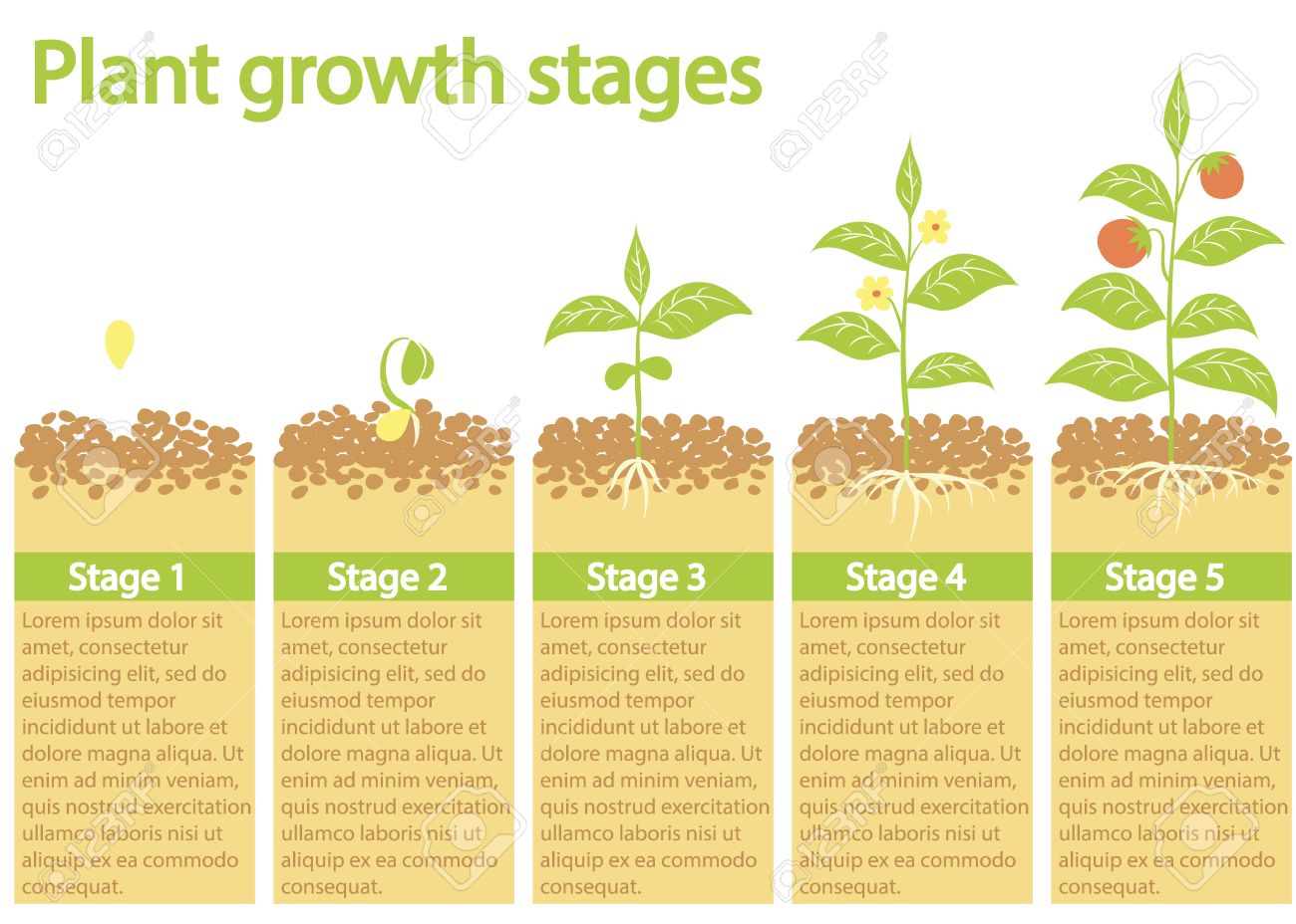 Plants Growing Infographic Plants Growing Process Plants Growth Stages Plants Growing From Seed To Fruits Royalty Free Cliparts Vectors And Stock Illustration Image 61798386