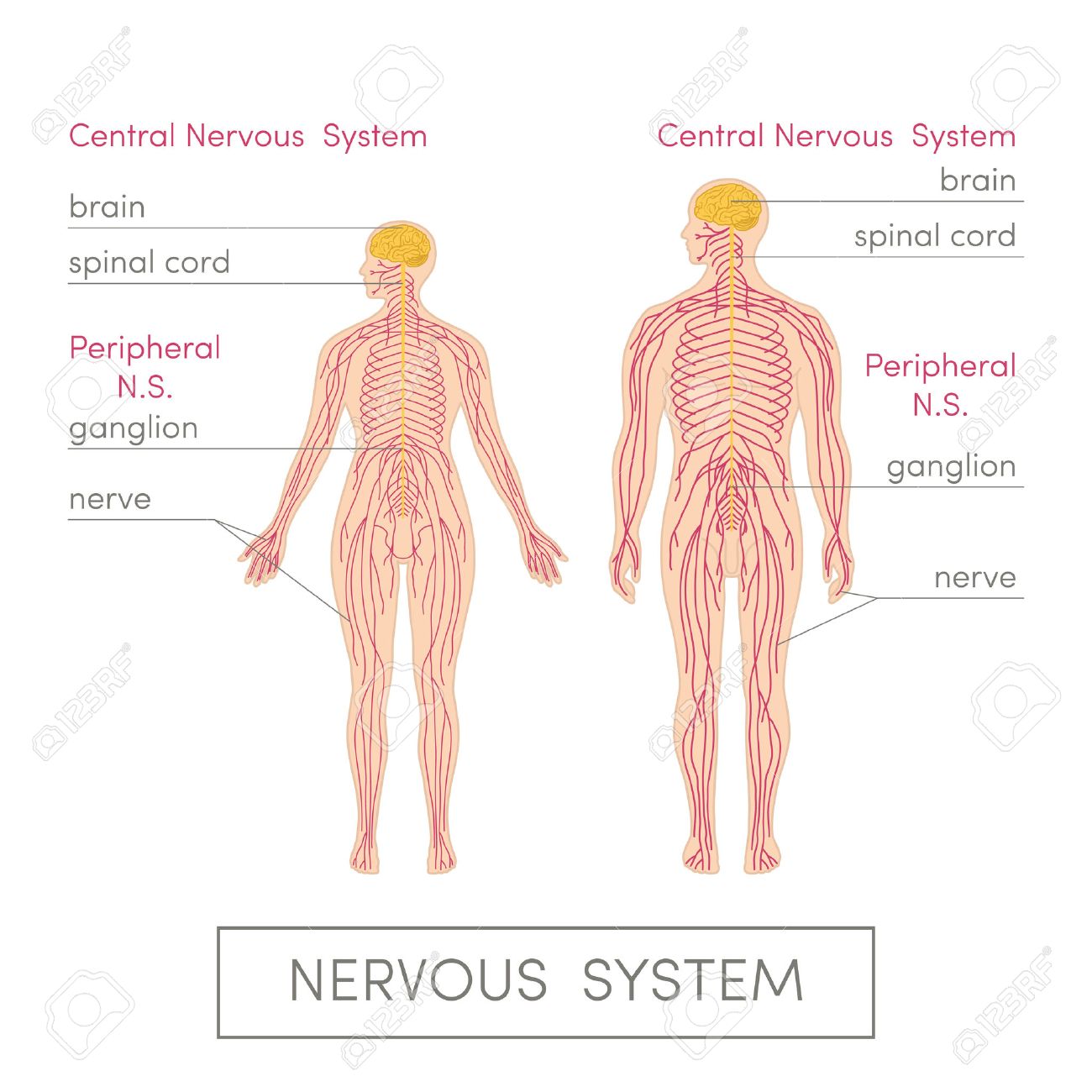 Systeme Nerveux Illustrations – Téléchargement gratuit en SVG, PNG, image size:1300x1300