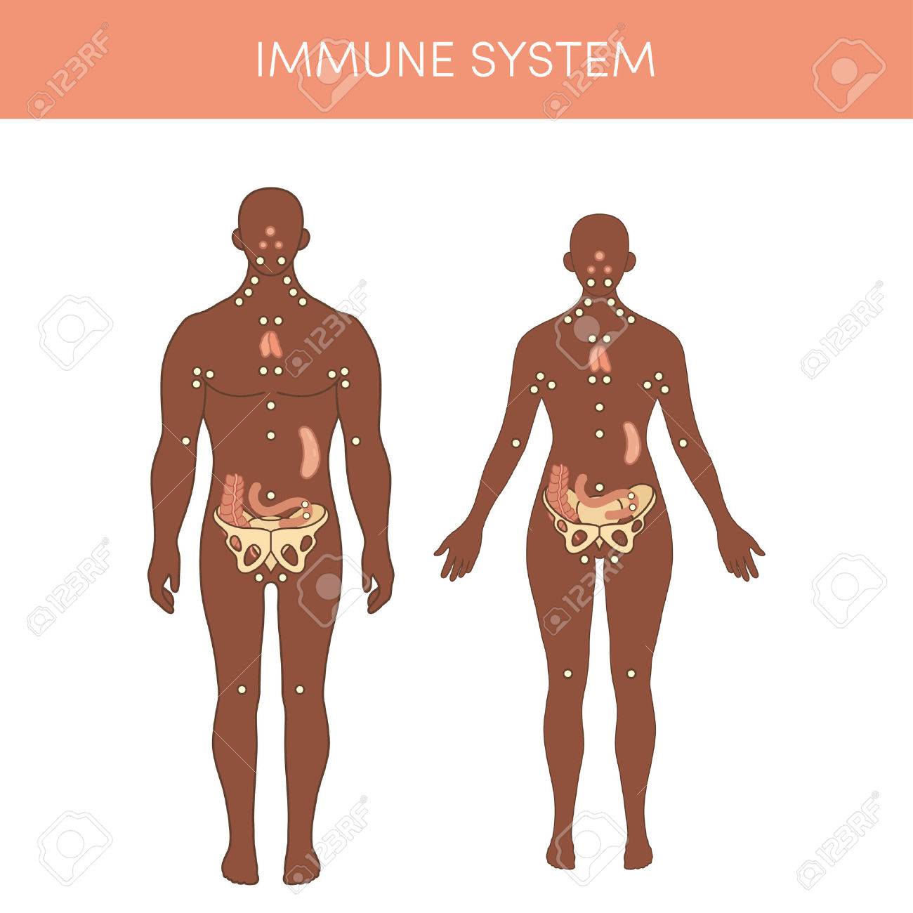 Immune System Of A Human. Cartoon Vector Illustration For Medical Atlas Or Educational Textbook. Royalty Free SVG, Cliparts, Vectors, And Stock Illustration. Image 54752804. Immune System Of A Human. Cartoon Vector Illustration For Medical Atlas Or Educational Textbook. Royalty Free SVG, Cliparts, Vectors, And Stock Illustration. Image 54752804.