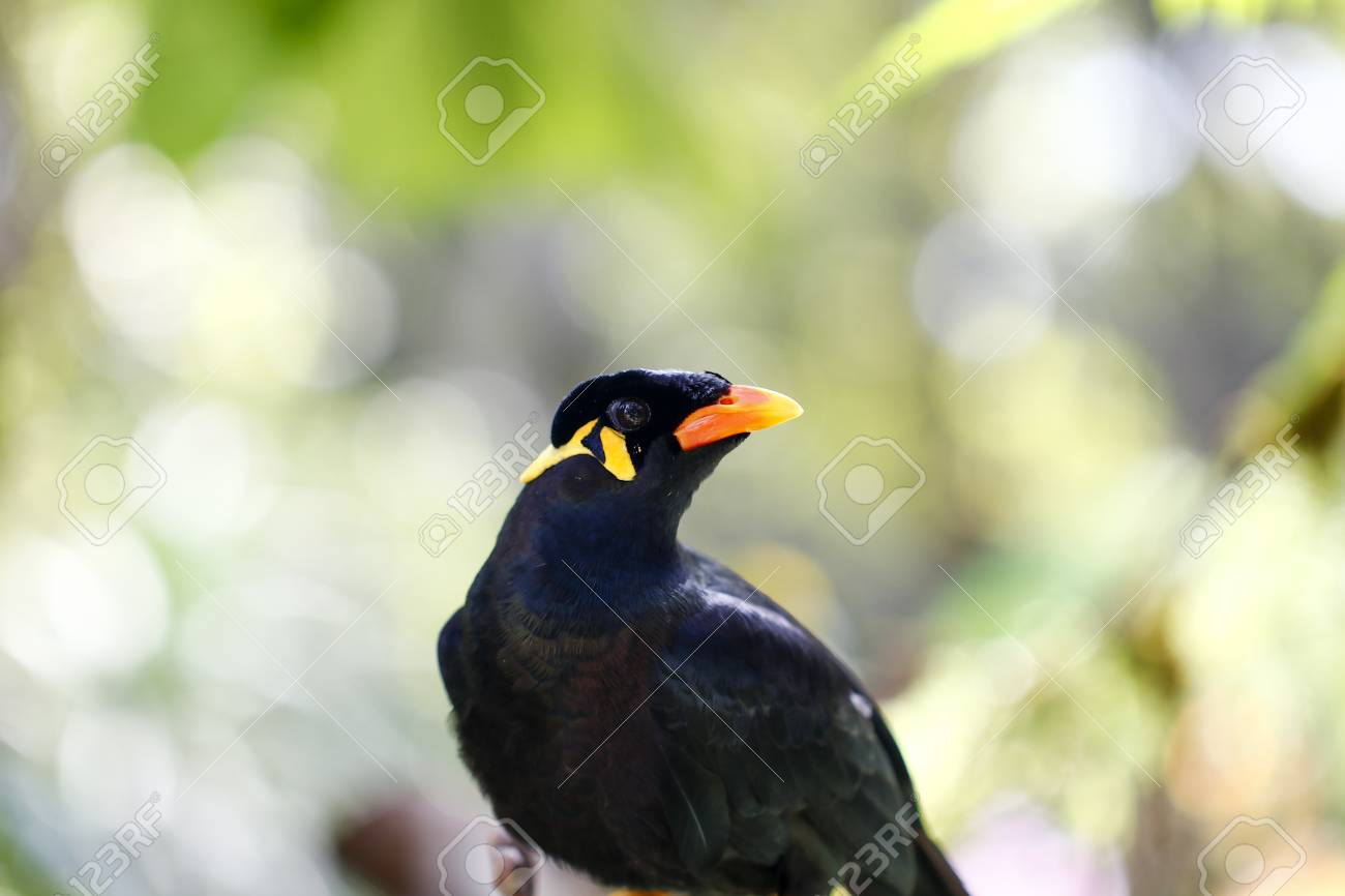 etiam-dictum-ipsum-a-felis