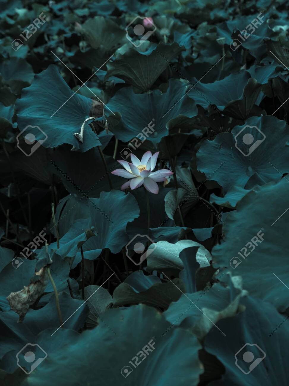 etiam-dictum-ipsum-a-felis