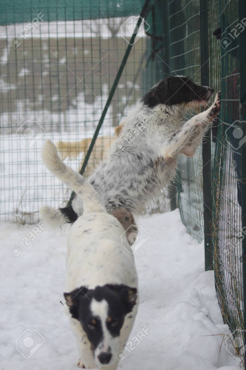 snow fence for dogs