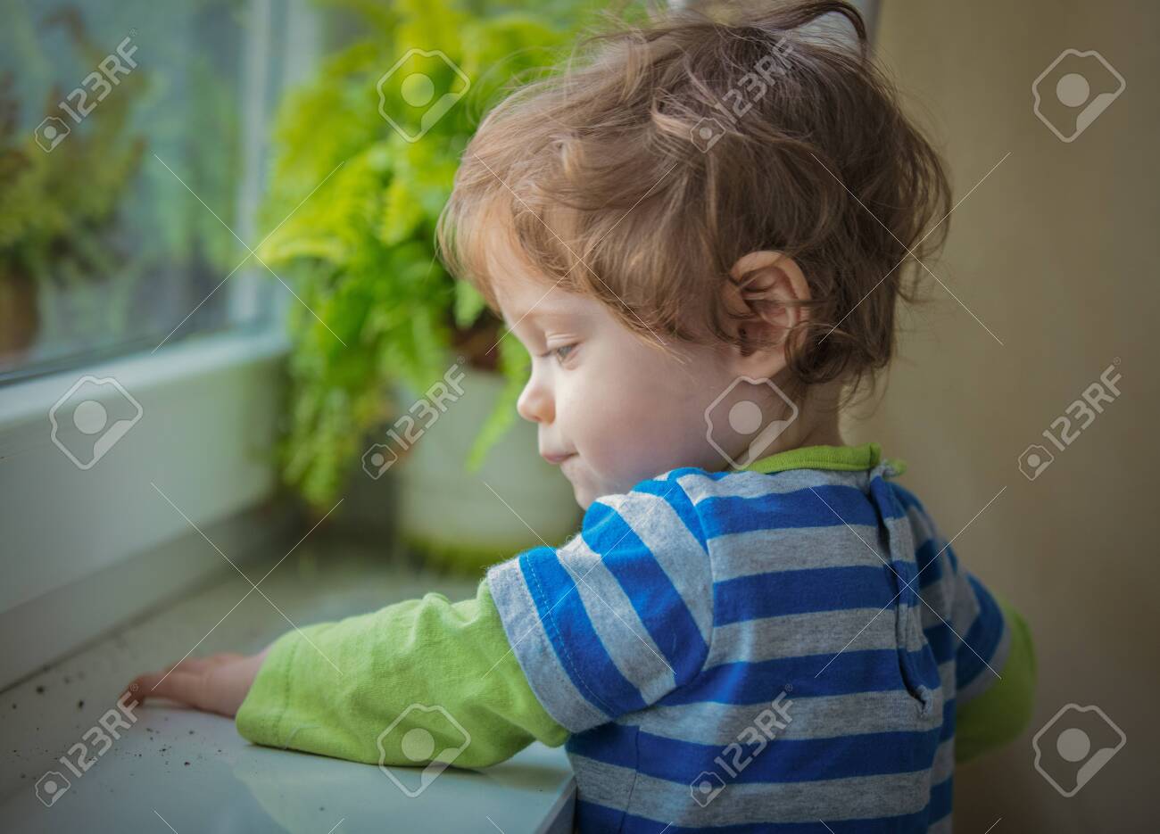 Little Boy Discover A Work Stay Near Window Sill And Plant At Stock Photo Picture And Royalty Free Image Image 109419932