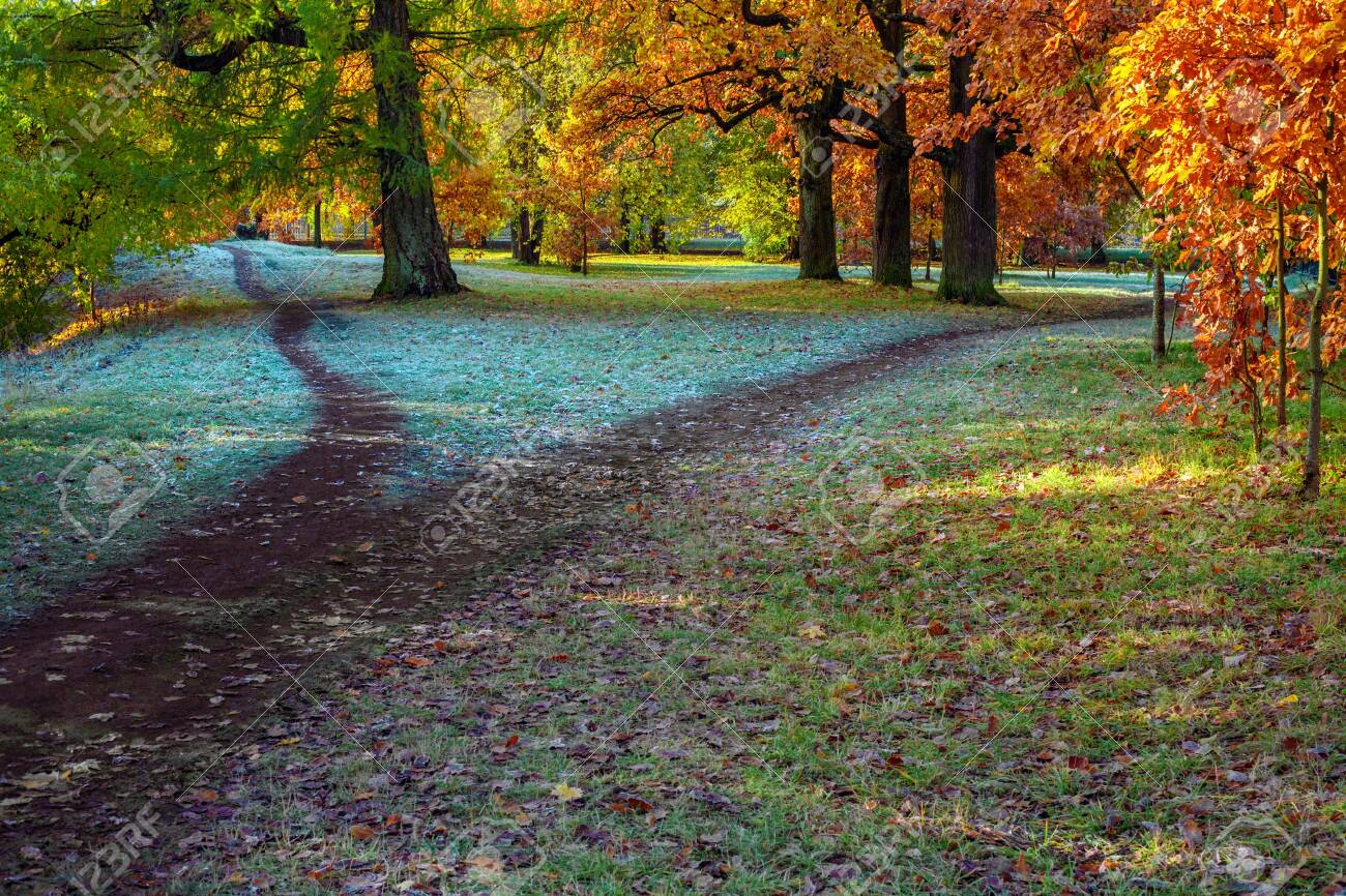 Splitting the footpath in the park in autumn - 132740492 Splitting the footpath in the park in autumn - 132740492