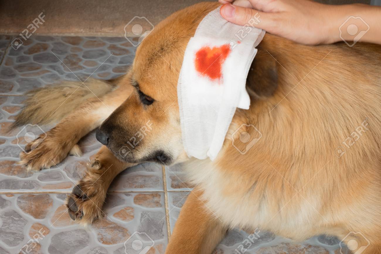 Dog Wound After Head Injured By Another Dog And It S Owner Put Hand On It For Consolation Stock Photo Picture And Royalty Free Image Image 76755850