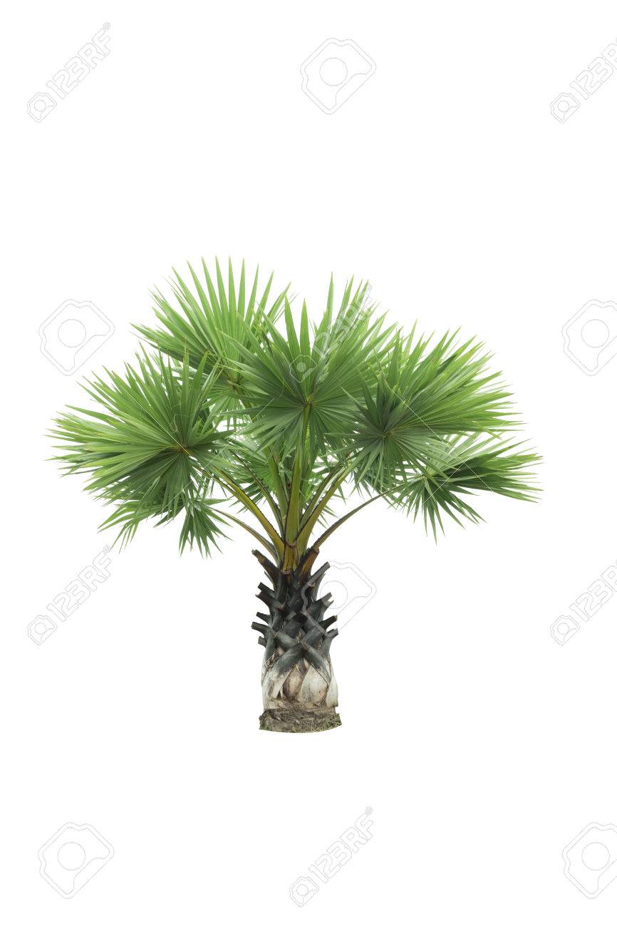 Clipping Path Small Green Palm Tree Evergreen Isolated On White