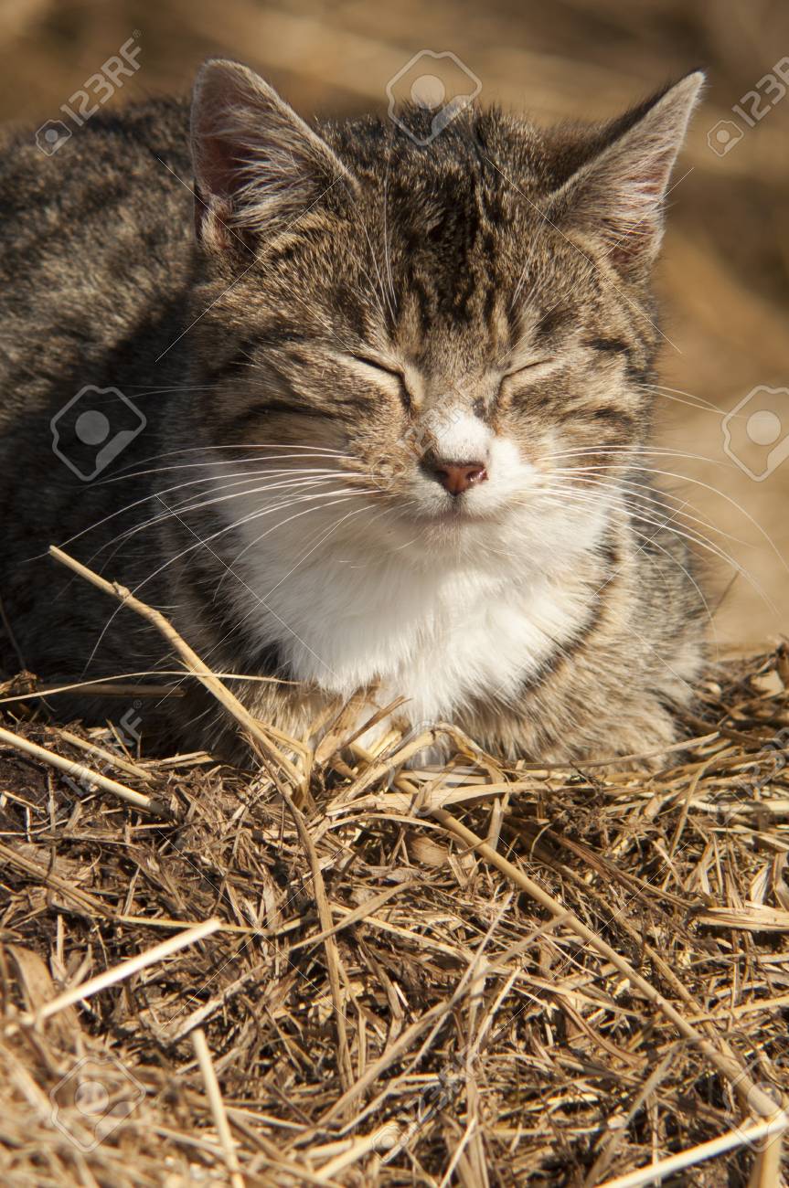 おもしろ猫は屋外のイメージ の写真素材 画像素材 Image おもしろ猫は屋外のイメージ の写真素材 画像素材 Image