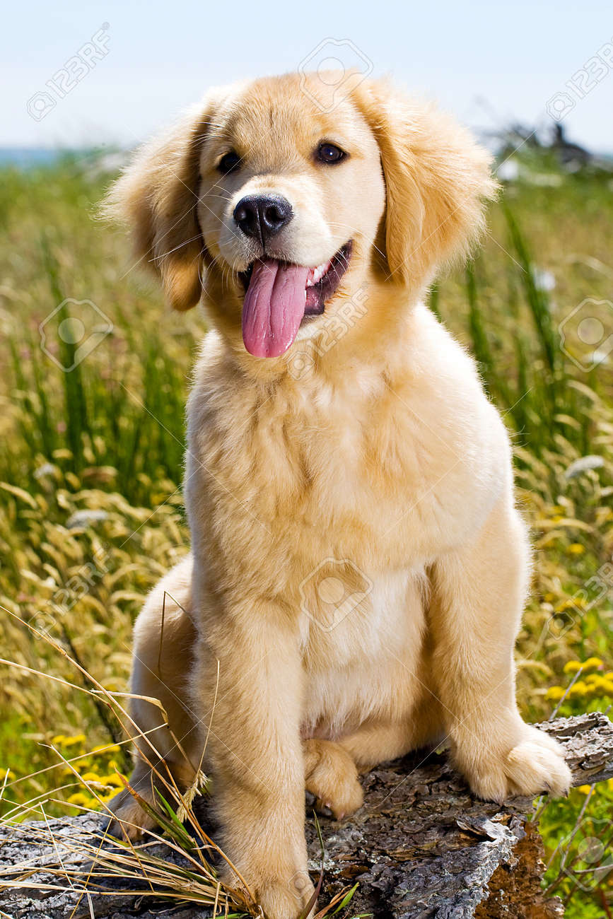 long haired spaniel breeds