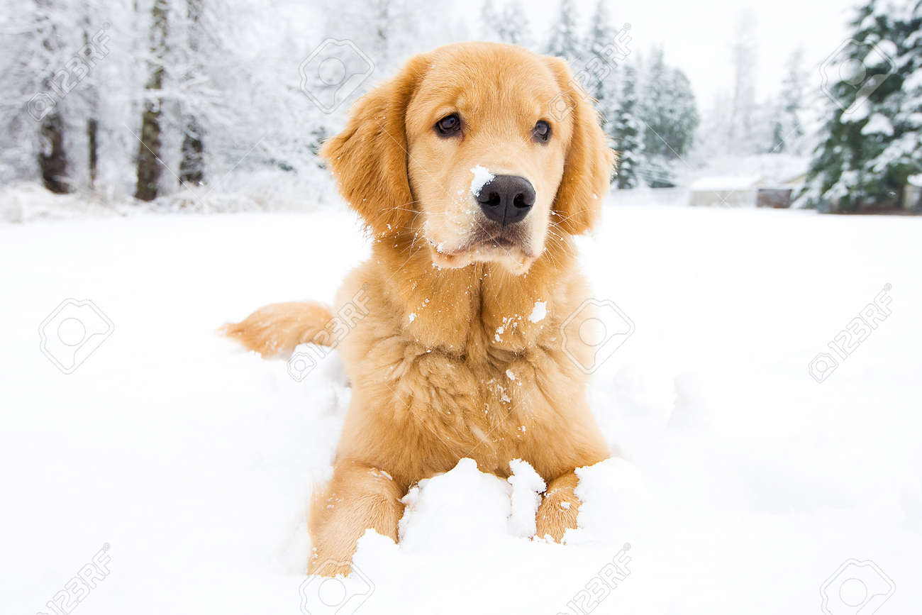 雪の中で美しいゴールデン レトリーバー犬 の写真素材 画像素材 Image